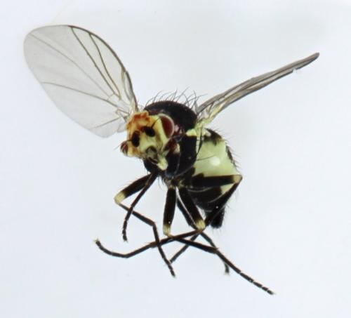 Napomyza sp.